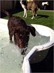 daycare pic 22 - Madison pooltime